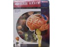 4D MASTER HUMAN BRAIN 身體器官 大腦模型 NO.26056