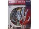 4D MASTER HUMAN HAND 身體器官 手部模型 NO.26057