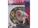 4D MASTER HUMAN EAR 身體器官 耳朵模型 NO.26055