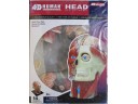 4D MASTER HUMAN HEAD 身體器官 頭部模型 NO.26064