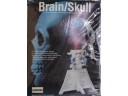 LINDBERG Brain&Skull 頭部模型 NO.71335