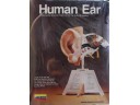 LINDBERG Human Ear  人類耳朵構造模型 NO.71337