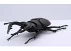 FUJIMI 自由研究22 生物編 鍬形蟲 富士美 組裝模型 170732